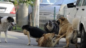 ÎNGROZITOR // Cadavru parțial mâncat de animale, depistat la Nisporeni